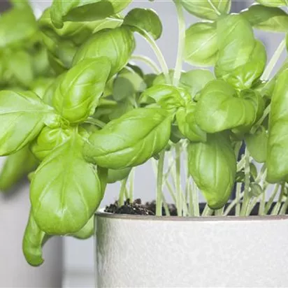 Basilikum auf der Fensterbank richtig pflegen
