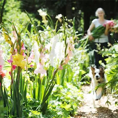 Schöne Blumen aus dem eigenen Garten