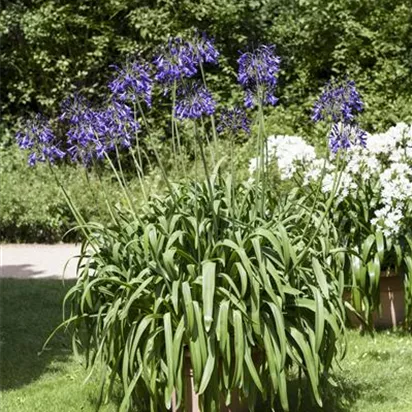 Schmucklilien umtopfen