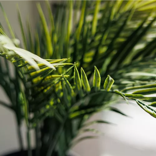 Pflanze des Monats Februar 2026: Goldfruchtpalme