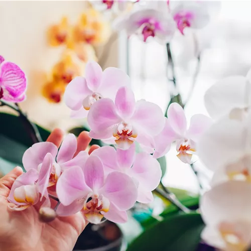 Pflanze des Monats Januar 2026: Phalaenopsis